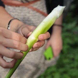 阿燈大哥的草生茭白筍（帶殼9斤裝含運）：圖片 2