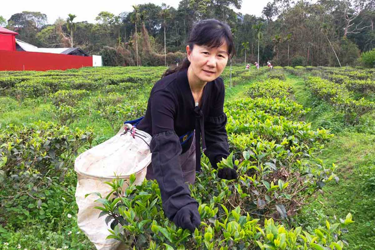 手摘み自然栽培ルビー紅茶 - ティーバッグ・茶葉 - 食材