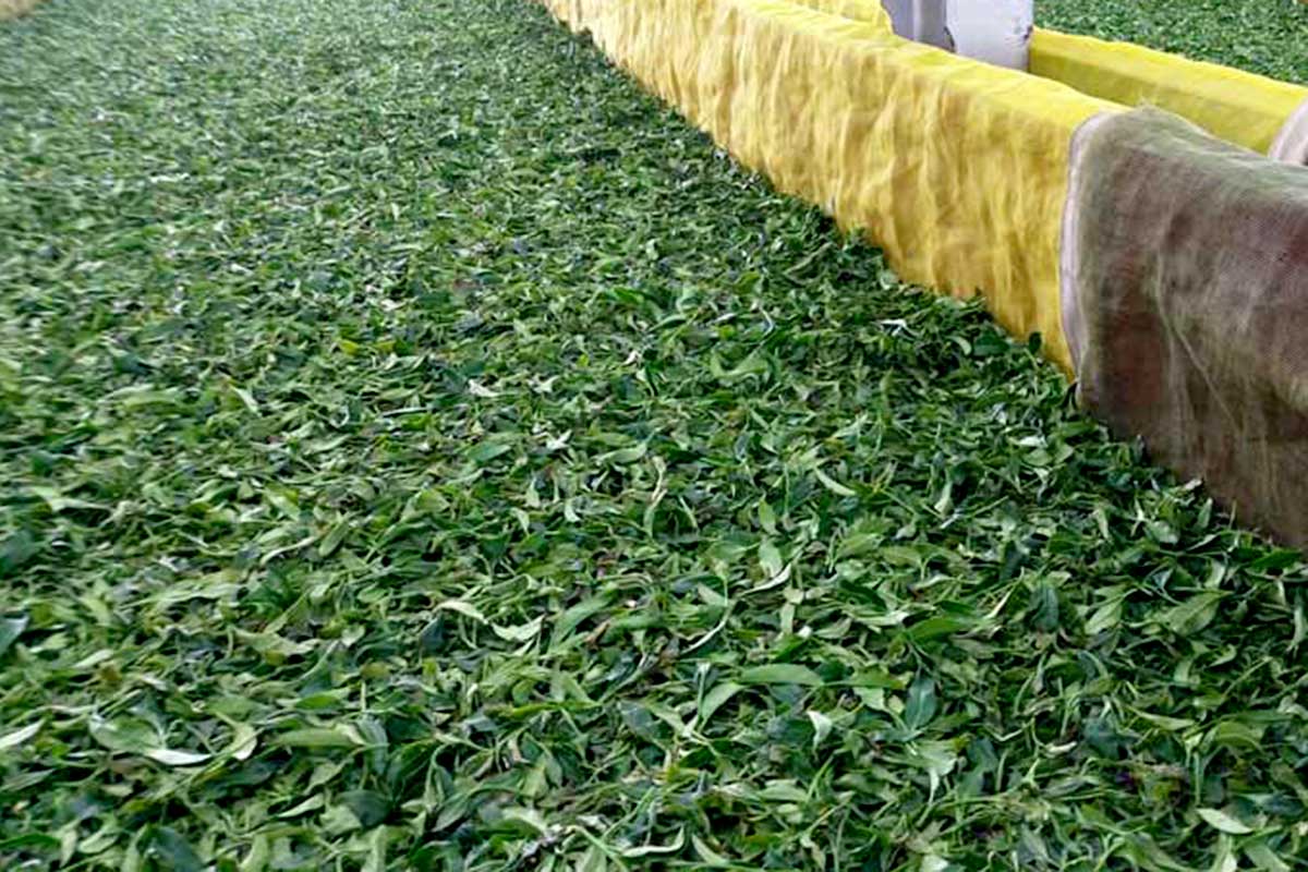 手摘み自然栽培ルビー紅茶 - ティーバッグ・茶葉 - 食材